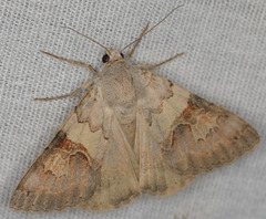 Drasteria scrupulosa