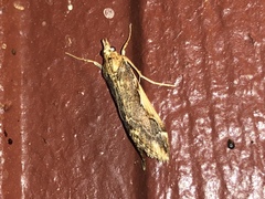 Loxostege albiceralis