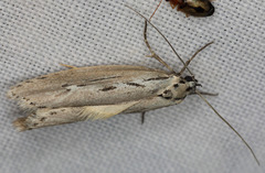 Ethmia discostrigella