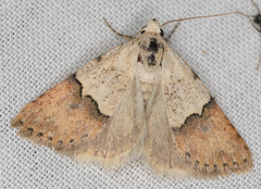Euaontia semirufa