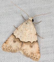 Euaontia semirufa