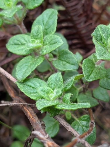 Coyote Mint foliage