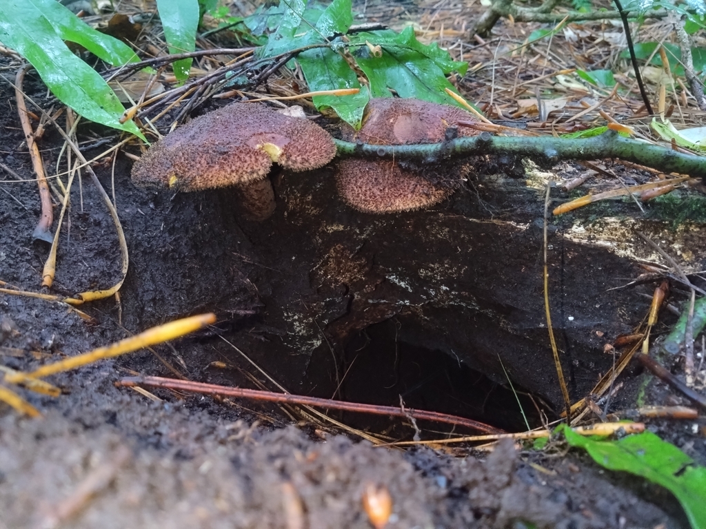 Tricholomopsis ornaticeps · March 2025 · photo: © theylooklikeus (iNaturalist, cc-by)
