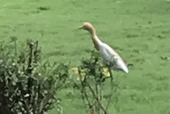 Bubulcus ibis
