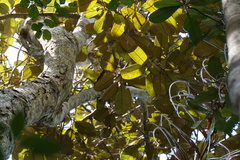 Cotylelobium burckii