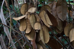 Cotylelobium burckii