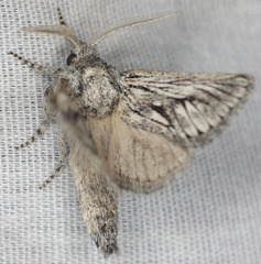 Hypopta palmata