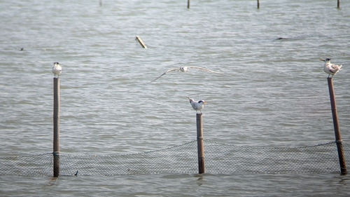 Chinese Crested Tern (Thalasseus bernsteini)