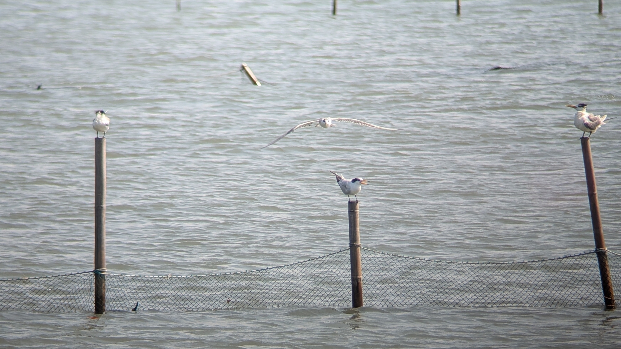 Chinese Crested Tern (Thalasseus bernsteini), photo 1