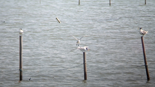 Chinese Crested Tern (Thalasseus bernsteini), photo 2