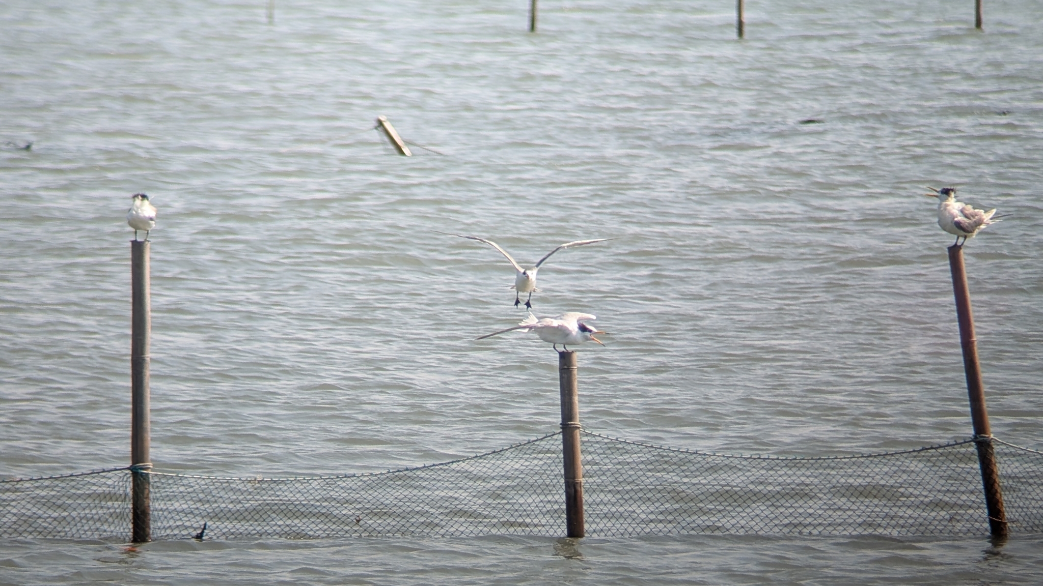 Chinese Crested Tern (Thalasseus bernsteini), photo 2
