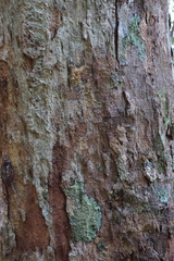 Cotylelobium burckii