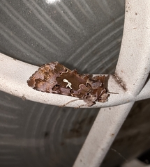Autographa corusca
