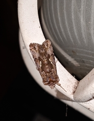 Autographa corusca