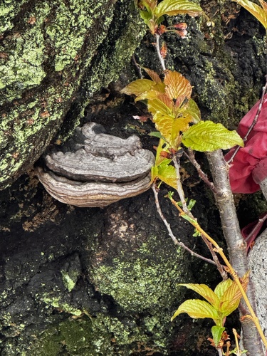 Ganoderma applanatum