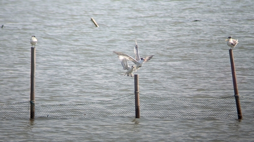 Chinese Crested Tern (Thalasseus bernsteini), photo 4