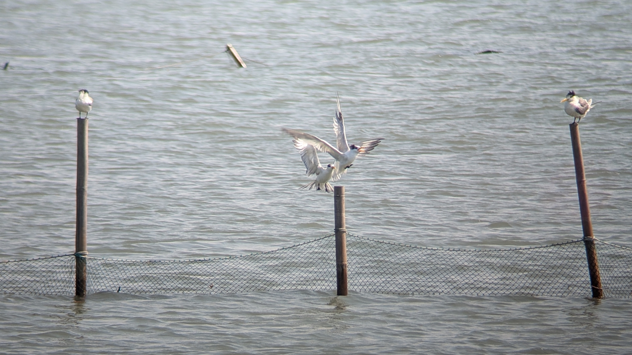 Chinese Crested Tern (Thalasseus bernsteini), photo 3