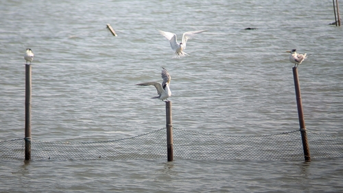 Chinese Crested Tern (Thalasseus bernsteini), photo 5