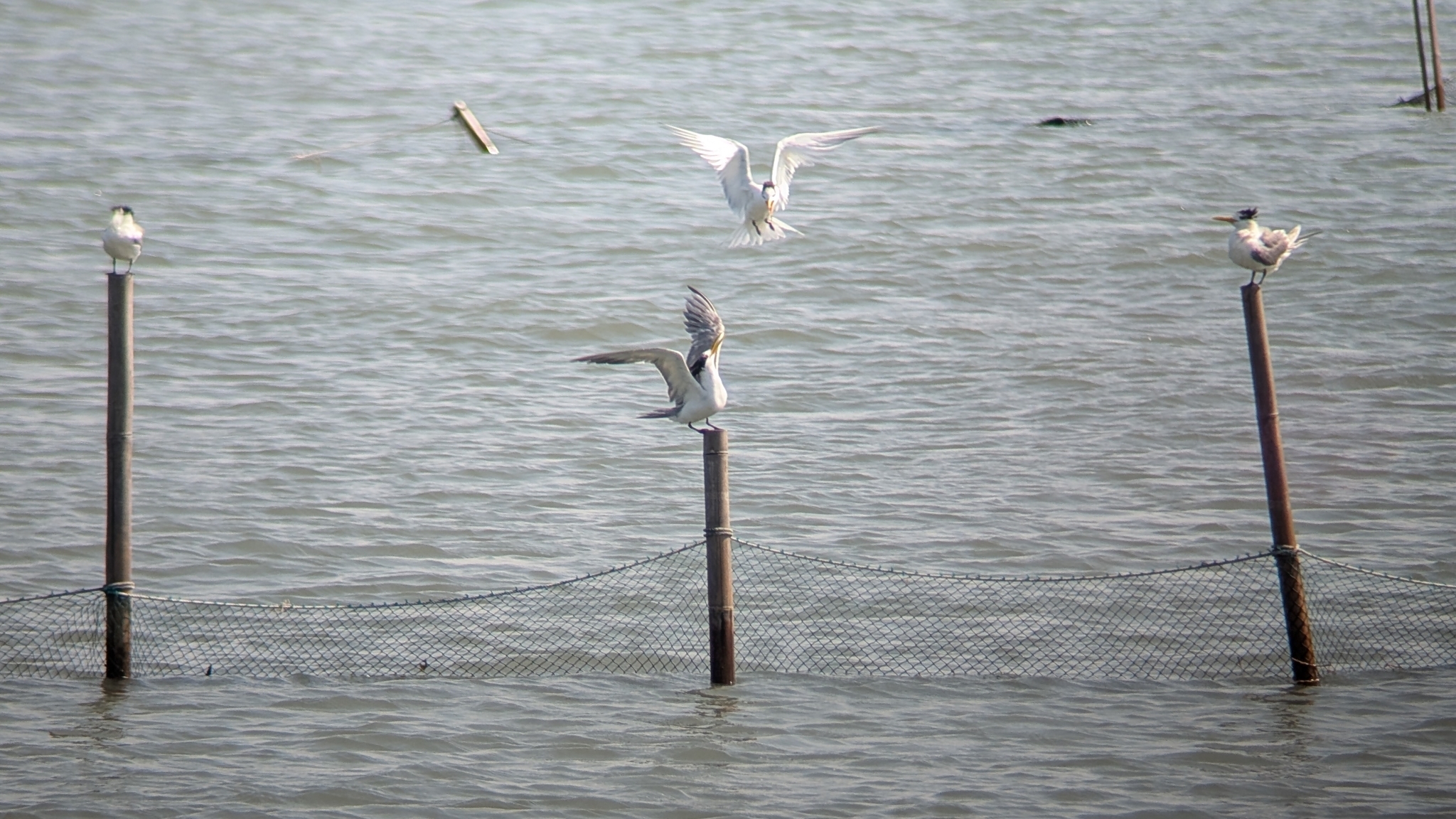 Chinese Crested Tern (Thalasseus bernsteini), photo 4