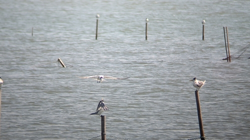 Chinese Crested Tern (Thalasseus bernsteini), photo 6