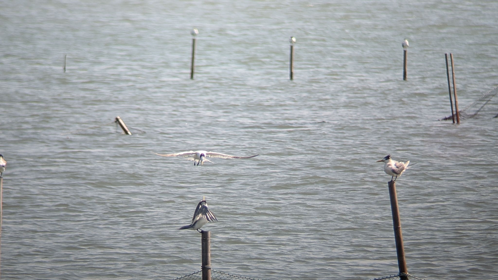 Chinese Crested Tern (Thalasseus bernsteini), photo 5