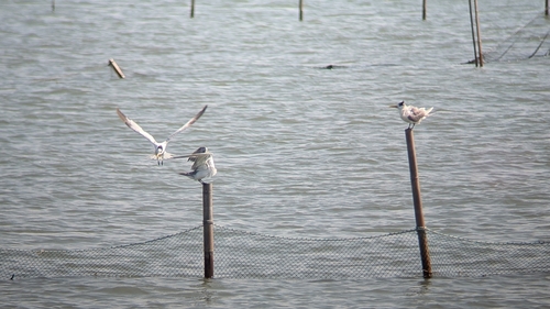 Chinese Crested Tern (Thalasseus bernsteini), photo 7