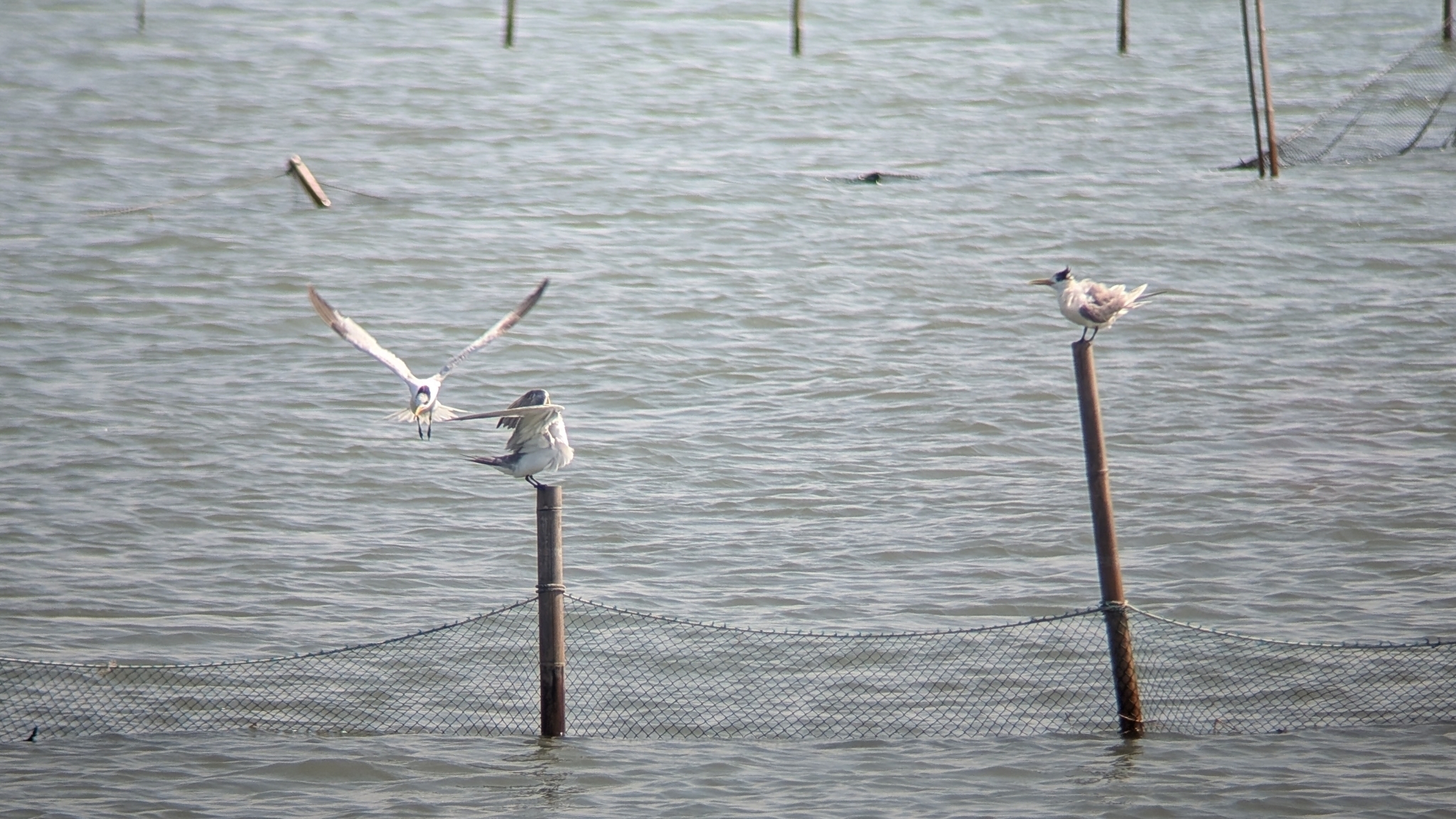 Chinese Crested Tern (Thalasseus bernsteini), photo 6