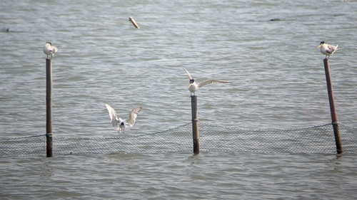 Chinese Crested Tern (Thalasseus bernsteini), photo 8