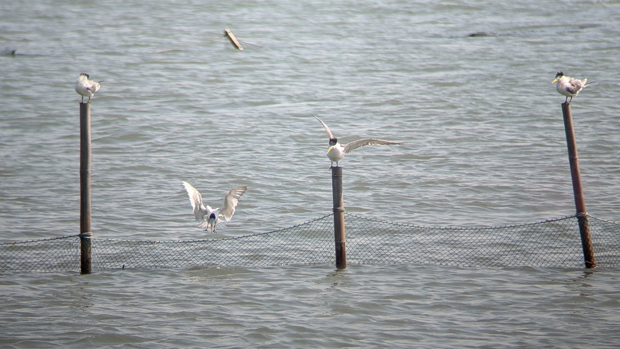 Chinese Crested Tern (Thalasseus bernsteini), photo 7