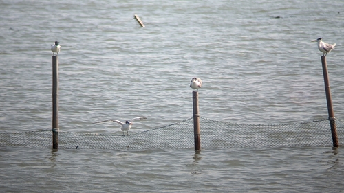 Chinese Crested Tern (Thalasseus bernsteini), photo 9