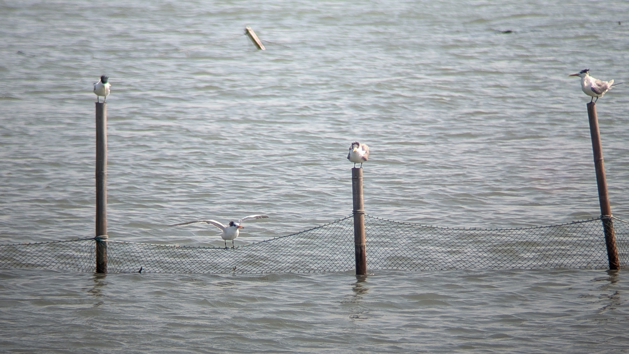 Chinese Crested Tern (Thalasseus bernsteini), photo 8