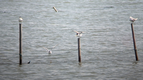 Chinese Crested Tern (Thalasseus bernsteini), photo 10