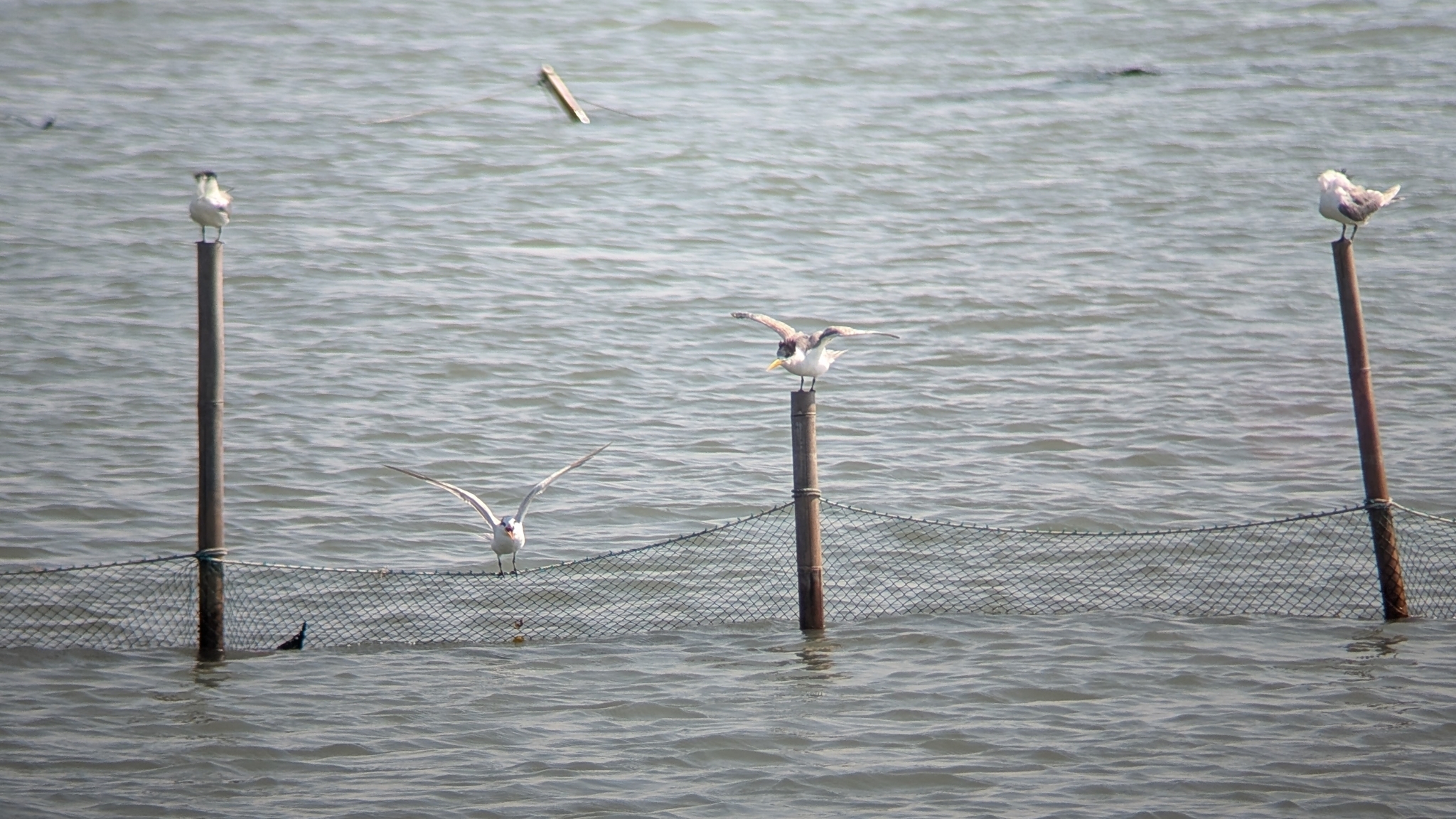 Chinese Crested Tern (Thalasseus bernsteini), photo 9