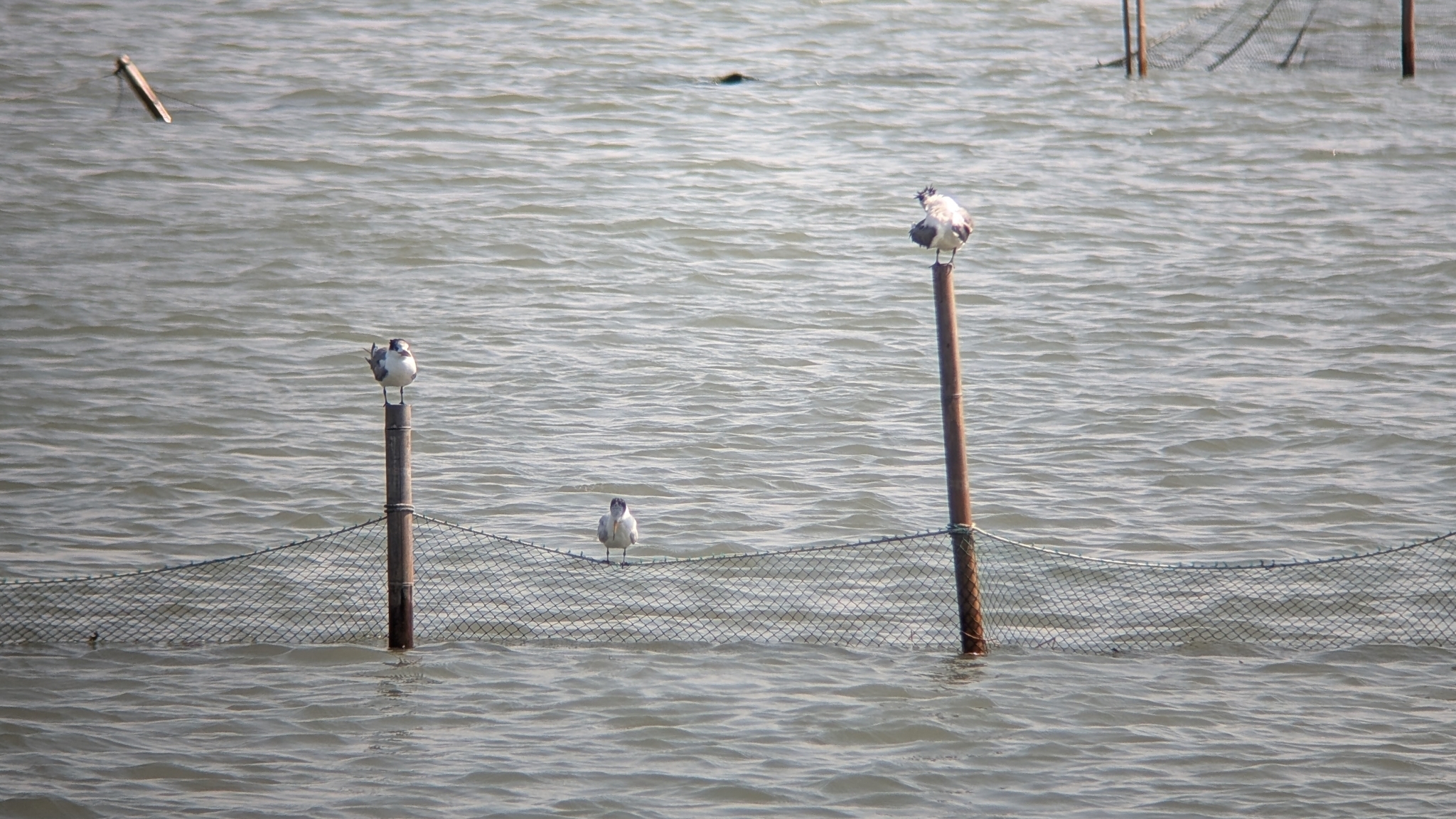 Chinese Crested Tern (Thalasseus bernsteini), photo 10