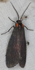 Lycomorpha splendens