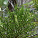 Dacrydium pectinatum - Photo (c) Arief Hamidi, alguns direitos reservados (CC BY-NC), uploaded by Arief Hamidi