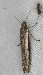 Ypsolopha flavistrigella