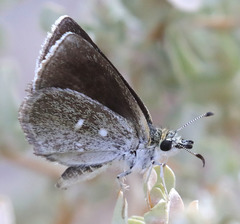 Hesperopsis libya