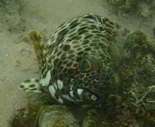 Barred-chest grouper (Epinephelus faveatus) — Serranidae — 4