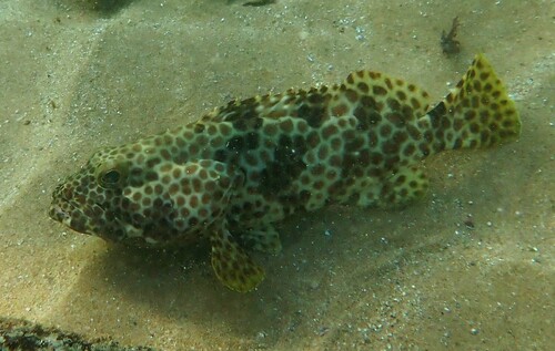 Honingraat-tandbaars (Epinephelus faveatus) — Serranidae