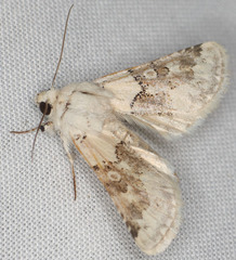 Triocnemis saporis