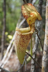 Nepenthes rafflesiana