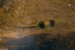 Striuntius lateristriga