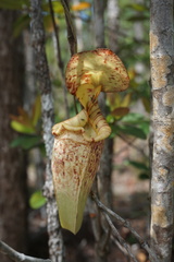 Nepenthes rafflesiana