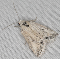 Leucocnemis variabilis