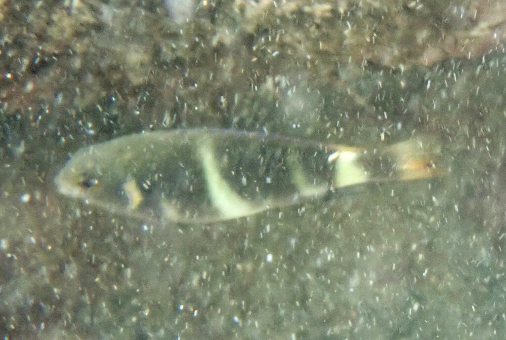 Blueribbon Damsel