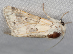 Triocnemis saporis