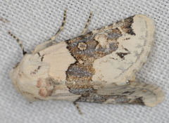 Triocnemis saporis
