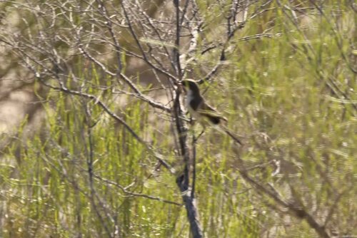 Margelanic Whitethroat