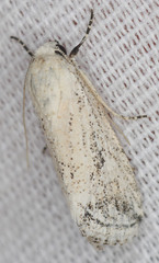 Leucocnemis variabilis